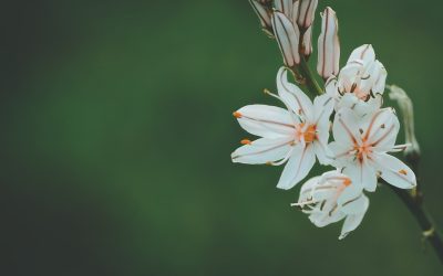 La Compatibilité Amoureuse Astrologique : Décryptez Vos Relations en 2026 💖