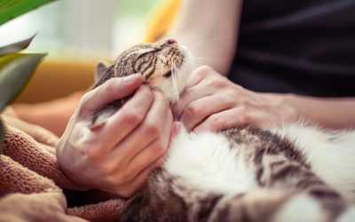La Compatibilité Astrologique en 2026 : Mythe, Tendance ou Boussole pour l&rsquo;Amour ?